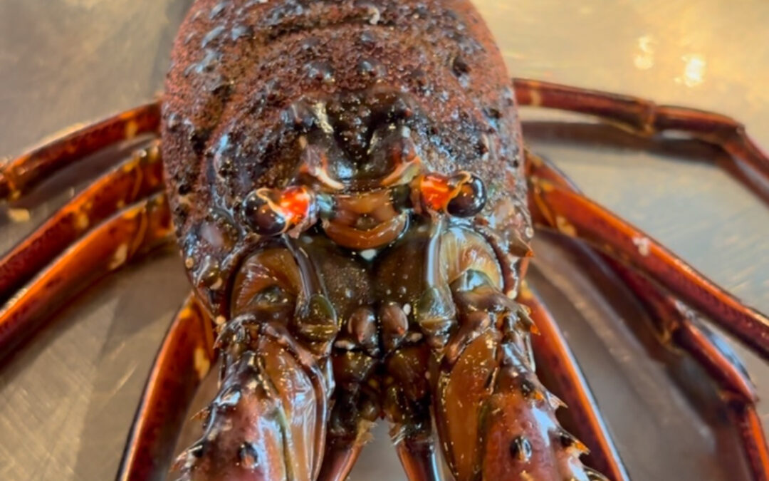 2025年3月29日(土)