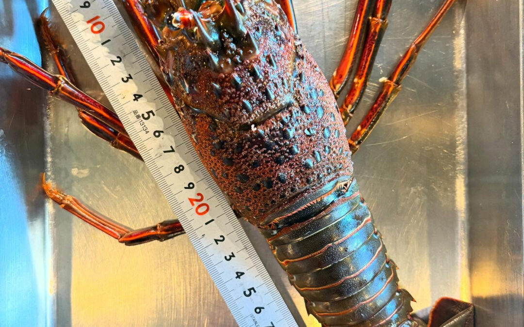 2025年3月25日(火)