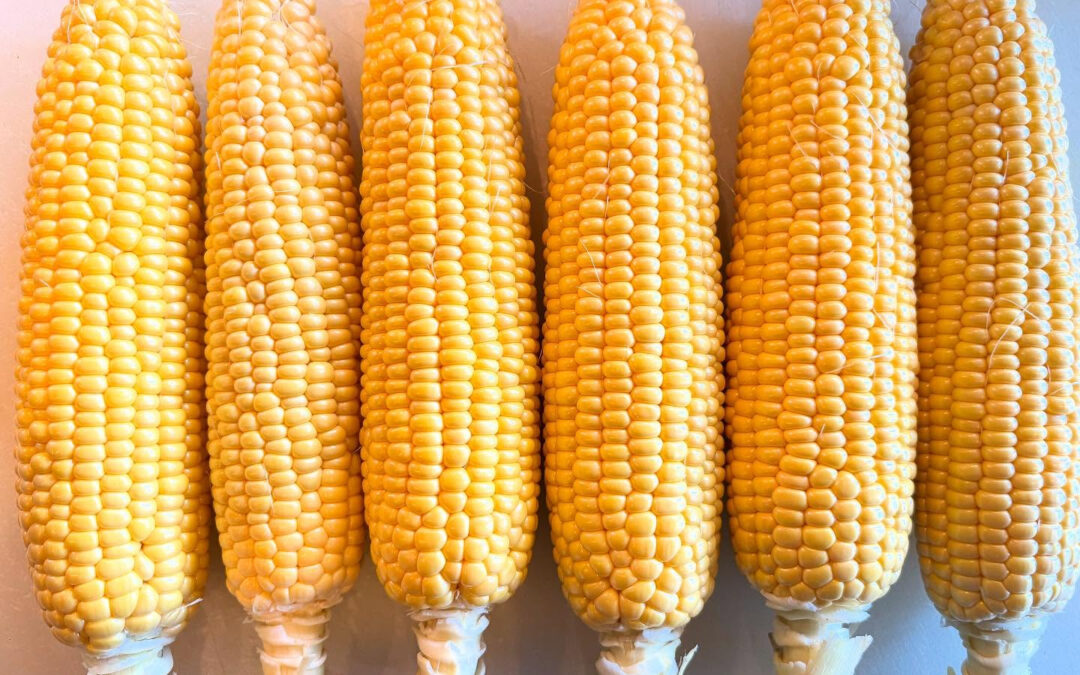 2025年8月15日(金)